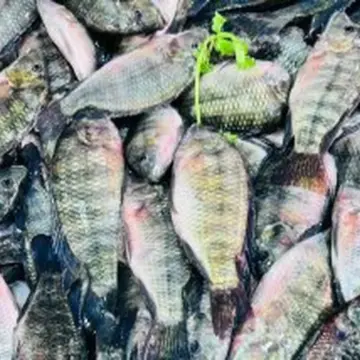 أسعار الأسماك اليوم الاثنين 27-4-2026 بأسواق مطروح.. الوقار بـ450 جنيها